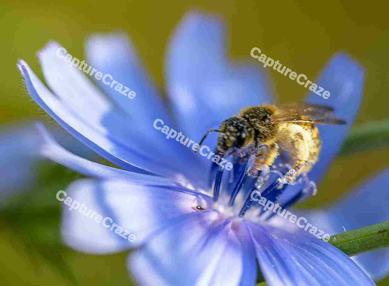 Honey Bee on Chicory Flower